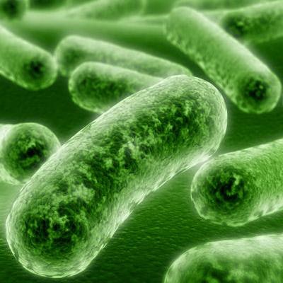 2016 08 25 16 27 40 366 Bacteria 400 20220209231022