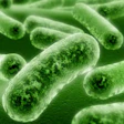 2016 08 25 16 27 40 366 Bacteria 400 20220209231022