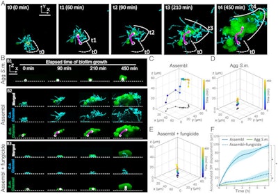 The dynamics of interkingdom group-level surface mobility and spreading. Images courtesy of Ren et al. Licensed by CC BY 4.0.