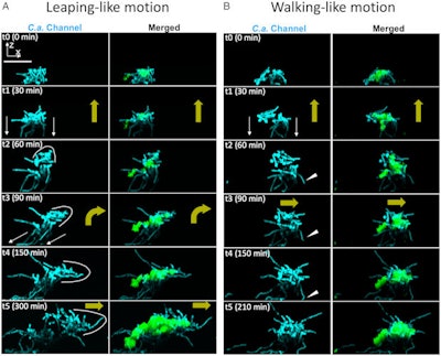 Assemblage mobility, bacterial hitchhiking, and spatial growth dynamics with a confocal image time series for growing interkingdom assemblages.