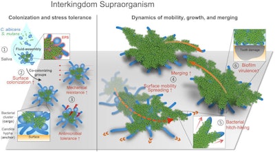 Interkingdom assemblages in human saliva behave like superorganisms with new functionalities and disease-promoting activity.