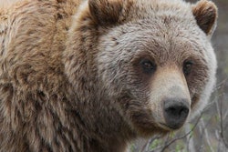 2022 10 25 23 59 6128 2022 10 26 Grizzly Bear Attack 400