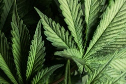 2019 08 08 23 50 6818 Cannabis Marijuana 400