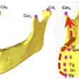 2023 03 09 23 54 8136 2023 03 10 Ct Ai Ortho 400