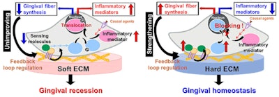 Possible cellular mechanisms underlying substrate stiffness-mediated proinflammatory responses of human gingival fibroblasts. Image courtesy of Tohoku University.
