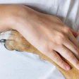 Human Hand Dog Paw