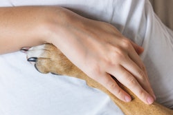 Human Hand Dog Paw