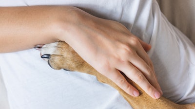 Human Hand Dog Paw