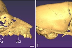 Facial skeleton of a newborn Varecia variegata (a black-and-white ruffed lemur) (left) and a Eulemur coronatus (crowned lemur) (right). Image courtesy of Timothy Smith, PhD, a professor at Slippery Rock University in Pennsylvania.