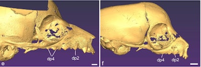 Facial skeleton of a newborn Varecia variegata (a black-and-white ruffed lemur) (left) and a Eulemur coronatus (crowned lemur) (right). Image courtesy of Timothy Smith, PhD, a professor at Slippery Rock University in Pennsylvania.