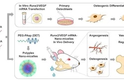 Bone regeneration was enhanced by administering mRNAs encoding Runx2 and VEGF into the bone defect of a rat mandible bone. Image courtesy of the Department of Research, Toyko Medical and Dental University.