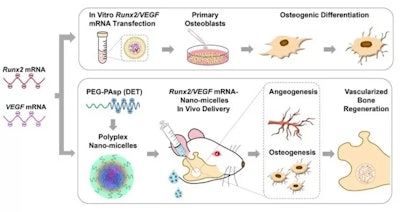 Bone regeneration was enhanced by administering mRNAs encoding Runx2 and VEGF into the bone defect of a rat mandible bone. Image courtesy of the Department of Research, Toyko Medical and Dental University.