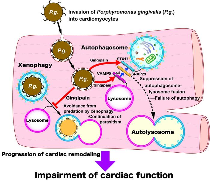 Gingipain released by P. gingivalis cleaves VAMP8, thereby inhibiting autophagy through preventing autophagosomes-lysosome fusion, which causes cardiac dysfunction. Image and caption courtesy of the department of cardiovascular medicine at Tokyo Medical Dental University.
