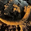 A 7-foot tusk of a mammoth, which lived more than 10,000 years ago, was discovered in North Dakota. Image courtesy of North Dakota Department of Mineral Services.