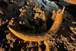 A 7-foot tusk of a mammoth, which lived more than 10,000 years ago, was discovered in North Dakota. Image courtesy of North Dakota Department of Mineral Services.