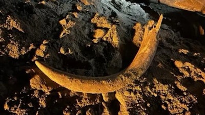 A 7-foot tusk of a mammoth, which lived more than 10,000 years ago, was discovered in North Dakota. Image courtesy of North Dakota Department of Mineral Services.
