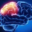 Brain