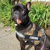 To remove Tyson's tumor, the majority of the puppy's lower left mandible had to be removed. Images and captions courtesy of Cornell University College of Veterinary Medicine.