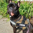 To remove Tyson's tumor, the majority of the puppy's lower left mandible had to be removed. Images and captions courtesy of Cornell University College of Veterinary Medicine.