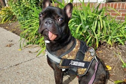 To remove Tyson's tumor, the majority of the puppy's lower left mandible had to be removed. Images and captions courtesy of Cornell University College of Veterinary Medicine.