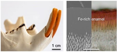 The structural and chemical optimizations of rodents' incisor teeth surpass those found in human teeth, Srot et al reported. Notably, the outer layer of their enamel is enriched with iron, which serves as an insulating barrier that protects the incisors from environmental factors. Image courtesy of Srot et al. Licensed under CC BY 4.0.