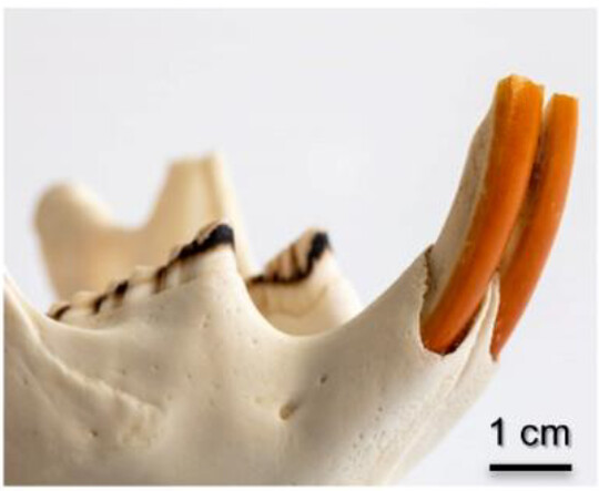 2024 04 22 Rodent Terracotta Teeth 400