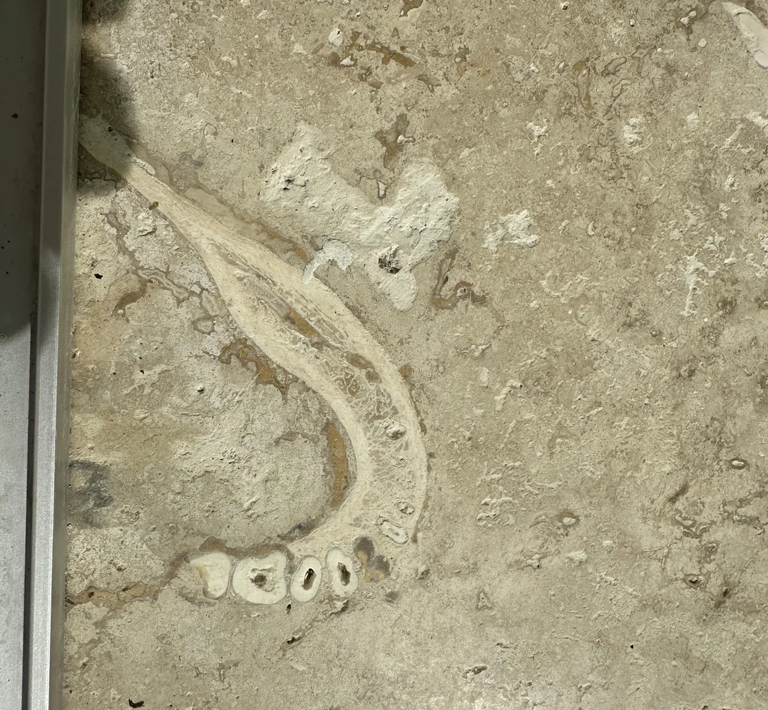 Image courtesy of Reddit/Kidipadeli75.