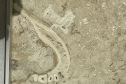 Image courtesy of Reddit/Kidipadeli75.