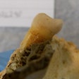 An EXAMPLE of a tooth prior to ancient DNA sampling. Note this was not the tooth sampled in the study.