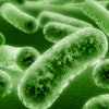 Bacteria