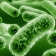 Bacteria