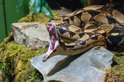 Python