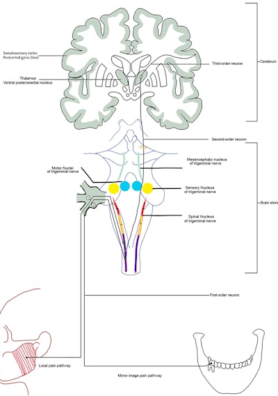 The orofacial pain pathway from the masseter muscle (local pain pathway) and mandibular molar teeth (mirror-image pain pathway) is shown.