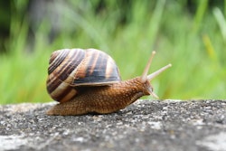 Snail Ivan