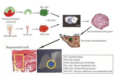 A graphical representation of the tooth regeneration process. Image courtesy of Yelick and Zhang. Licensed under CC BY-NC-ND 4.0.