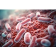 Oral Bacteria