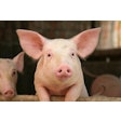 Pig Simone Van Den Berg