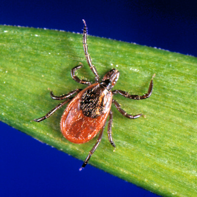 Ixodes Scapularis Tick 400