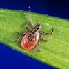 Ixodes Scapularis Tick 400