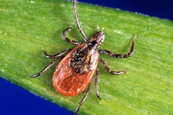 Ixodes Scapularis Tick 400