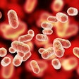 Bacteria Porphyromonas Gingivalis Dr Microbe