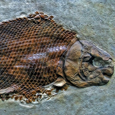 Fish Fossil Ciddi Biri 400
