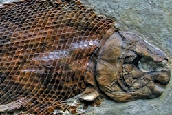 Fish Fossil Ciddi Biri 400