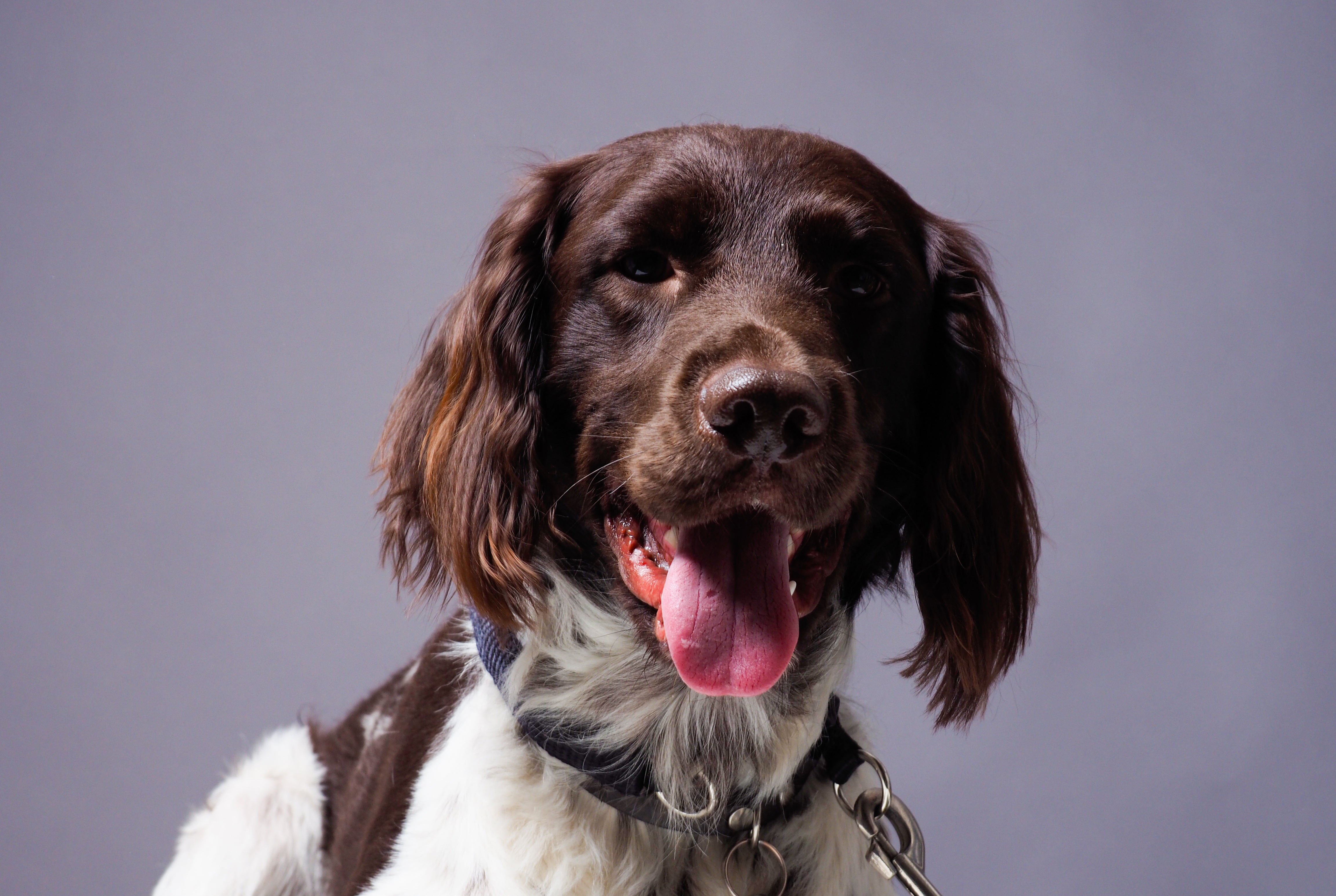 Dog Munsterland Pointer Andreas Berheide
