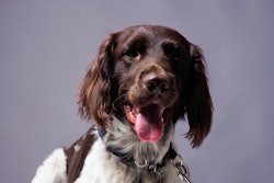 Dog Munsterland Pointer Andreas Berheide
