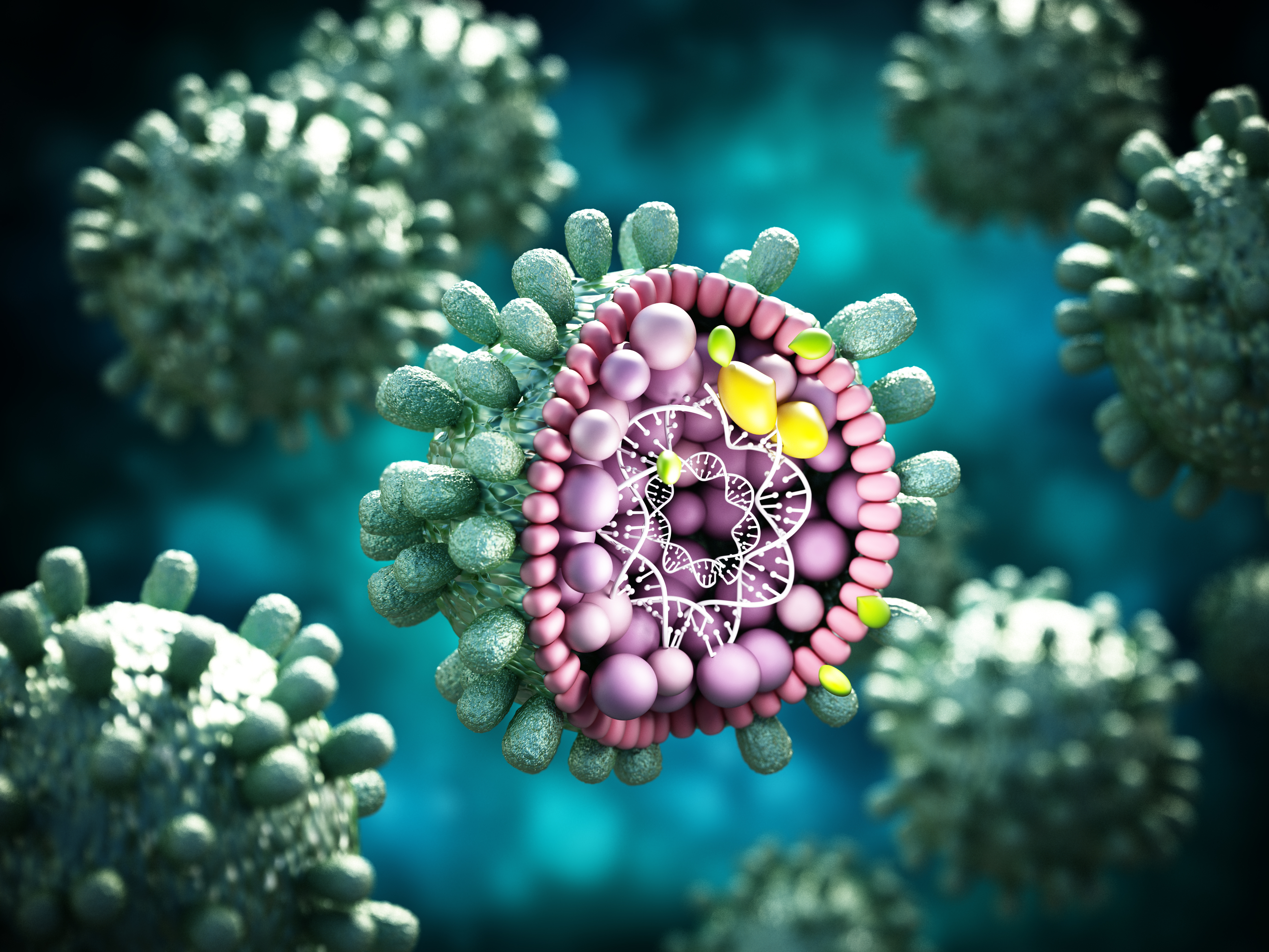 Hepatitis B Virus