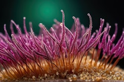 Clostridioides Difficile Waseem