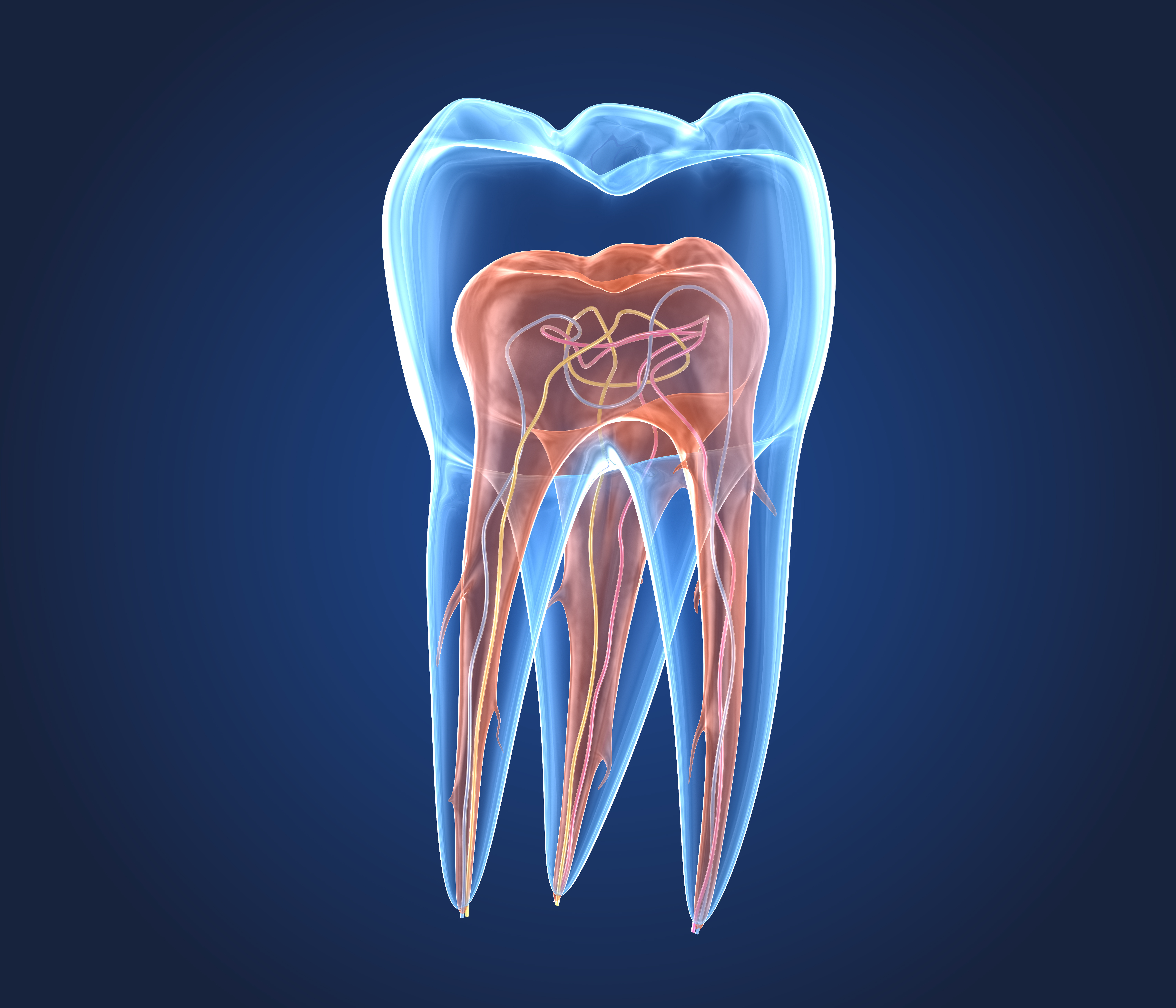 Endodontics Tooth Structure Alex Mit