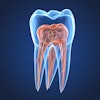 Endodontics Tooth Structure Alex Mit
