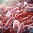 Oral Bacteria